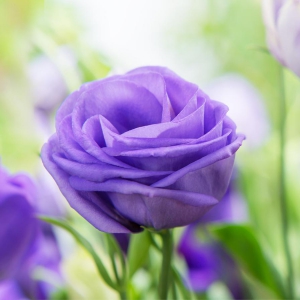 eustoma