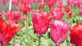 Skąd się biorą nowe odmiany tulipanów?