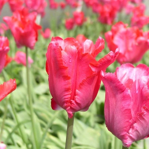 nowe odmiany tulipanów
