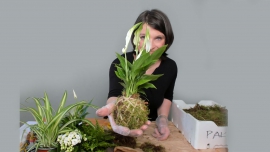 Kokedama jako dekoracja stołu (krok po kroku)