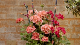 Małe, miejskie przestrzenie. Pomysły DIY z wykorzystaniem pelargonii i innych roślin w miejskim raju.
