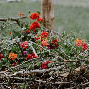 pelargonie - Kwitnące Horyzonty w Opolu