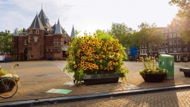 Sunflower Flash: Amsterdam udekorowany słonecznikami