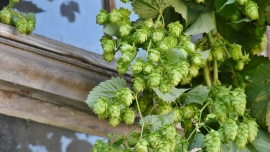 Zostań HOPtymistą! Nowy chmiel HOPS®, czyli zielony raj nie tylko dla piwoszy