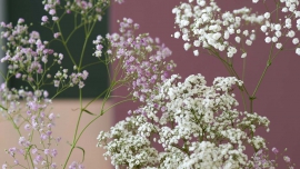 Gipsówka: ulubiony wypełniacz kompozycji florystycznych