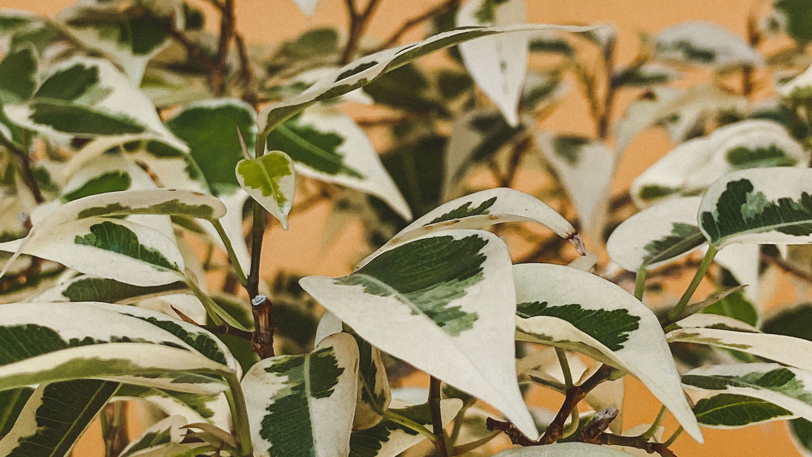 Ficus benjamina