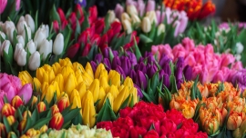Dziś w Holandii Narodowy Dzień Tulipanów