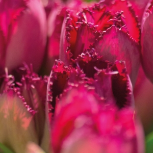 Wystawa tulipanow
