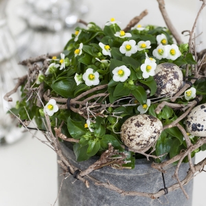 Wielkanocne dekoracje z roślin doniczkowych