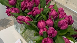 5 tysięcy kwiatów na Wystawie Tulipanów w Wilanowie
