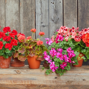 pelargonie sadzenie