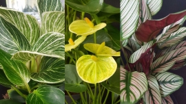 Co kupić na Dzień Matki? Oto 5 roślin doniczkowych, które wywołają uśmiech u każdej mamy!