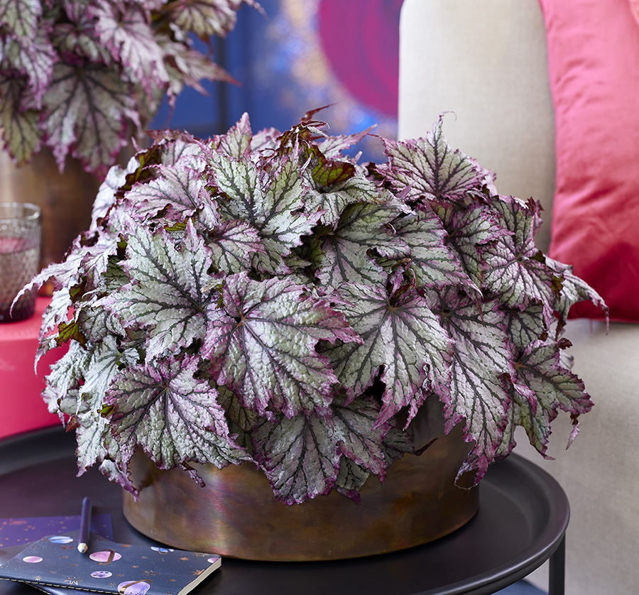 Begonia rex SpaceStar Maia