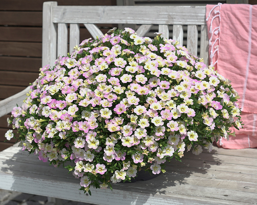 Calibrachoa x hybrida Fancy Francy