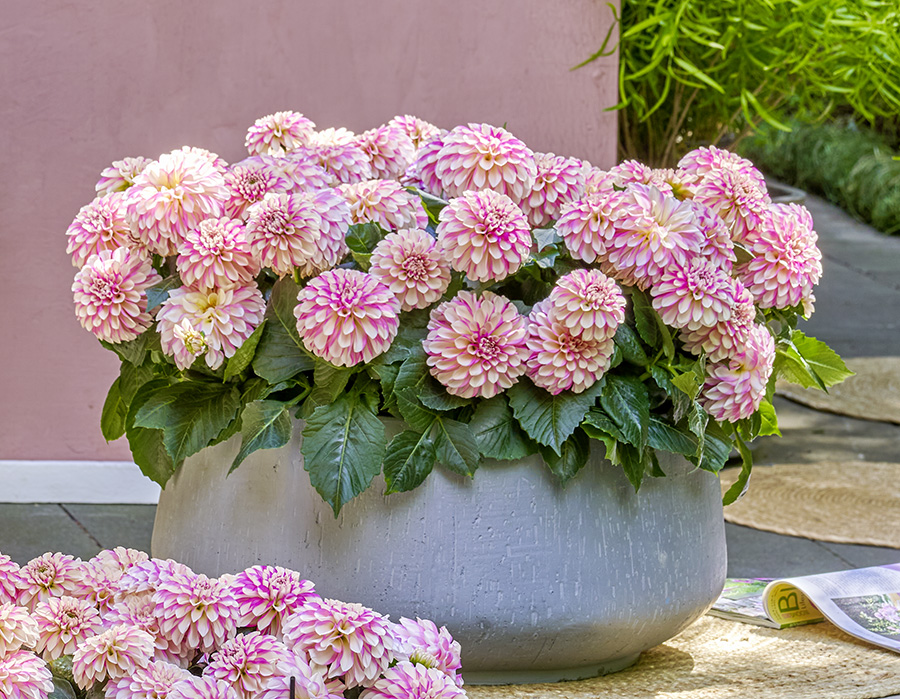 Dahlia hybrida Hypnotica® Rose Swirl