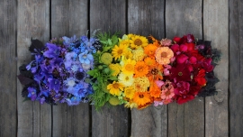 Zasady kompozycji we florystyce – podział barw