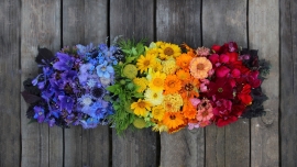 Zasady kompozycji we florystyce – podział barw