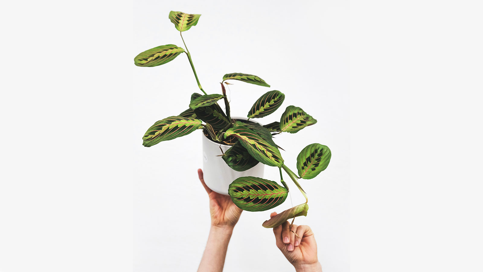 maranta