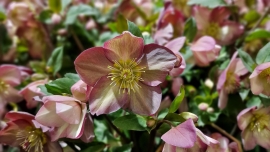 Helleborus - ciemiernik. Kwiat kwitnący na Boże Narodzenie