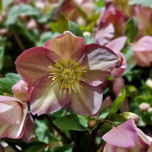 Helleborus