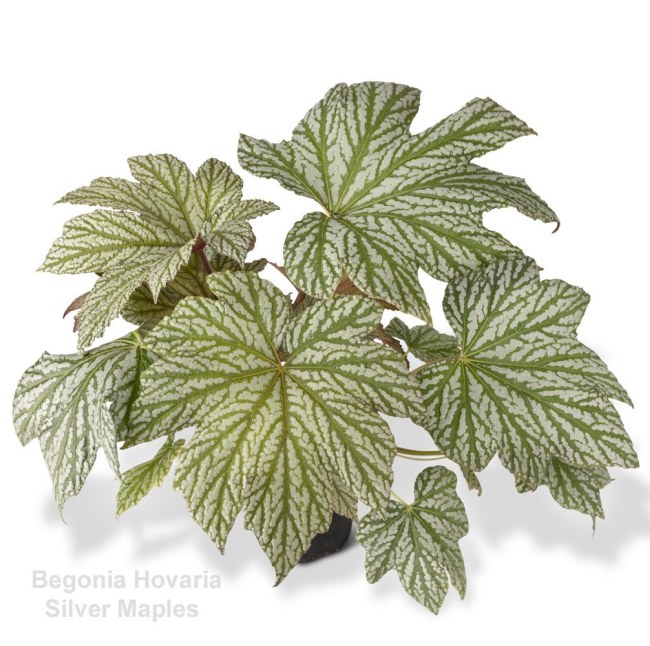 begonia Hovaria Silver Maples
