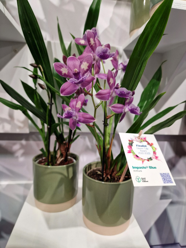 Orchidea Impasto® Blue 