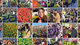 Narodowy Dzień Tulipana w Niderlandach