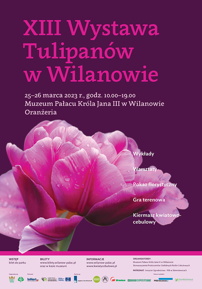 tulipany