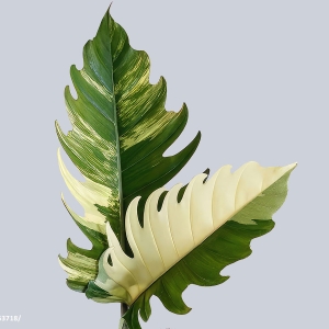 Philodendron Caramel Marble Variegated - marmurkowa piękność