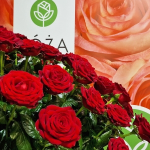 Festiwal Róż w Goczałkowicach Zdroju - magiczna podróż przez świat kwiatów