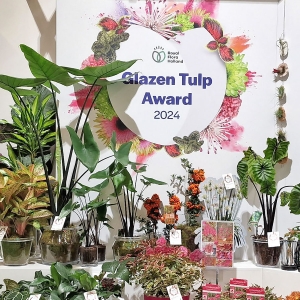 Ogłoszono laureatów nagrody Glazen Tulp Award 2023-2024