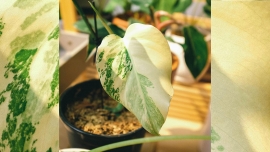 Filodendron 'Burle Marx Variegata': perła w kolekcji pasjonatów roślin