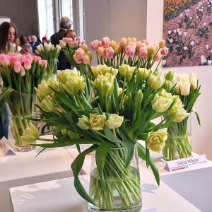 XIV Wystawa Tulipanów w Wilanowie