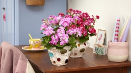 Zaaranżowane z miłością. Pięć fantastycznych pomysłów na posadzenie pelargonii