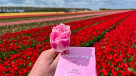Tulipan 'Tomas De Bruyne': nowa odmiana na cześć talentu florystycznego