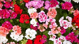 Kiedy najlepiej sadzić pelargonie