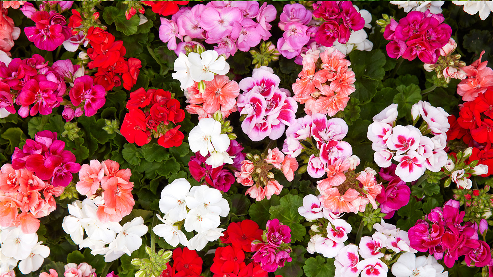 Kiedy najlepiej sadzić pelargonie