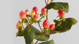 Hypericum – nieoczywisty bohater florystycznych kompozycji