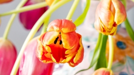 Tulipany – symbol wiosny w kwiaciarni