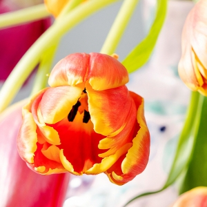 Tulipany – symbol wiosny w kwiaciarni