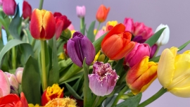 XV Wystawa Tulipanów – feeria barw i botanicznej różnorodności w Wilanowie (galeria zdjęć)