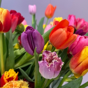 XV Wystawa Tulipanów – feeria barw i botanicznej różnorodności w Wilanowie (galeria zdjęć)