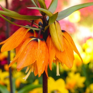 Keukenhof 2025 – kulminacja wiosennego piękna w sercu Holandii