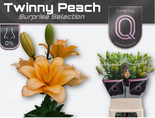 Lilium Twinny Peach
