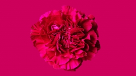 Goździk - delikatny symbol życia i jeden z najtrwalszych kwiatów ciętych