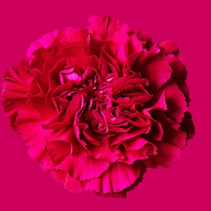 Goździk - delikatny symbol życia i jeden z najtrwalszych kwiatów ciętych