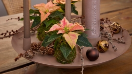 Adwentowe dekoracje z poinsecją w roli głównej