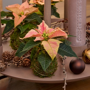 Adwentowe dekoracje z poinsecją w roli głównej