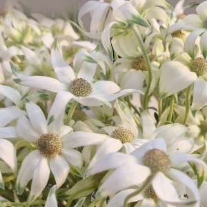 Cloud Dancer - biały Kolor Roku Pantone 2026. Co oznacza dla florystów?