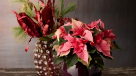 Poinsecja 2025: klasyk, który musi się zmienić